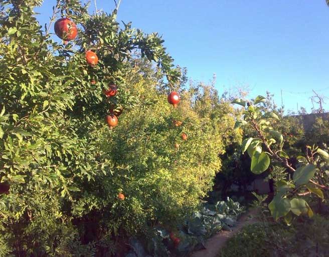کوچه باغهای کویری سمنان