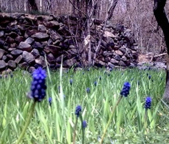 روستای تاریخی داوران