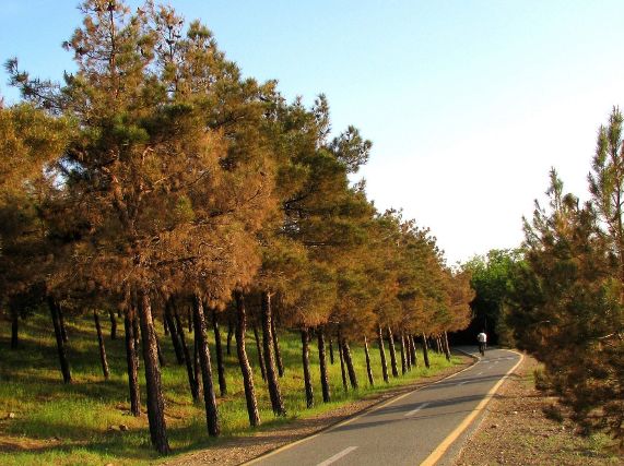 پارک جنگلی چیتگر