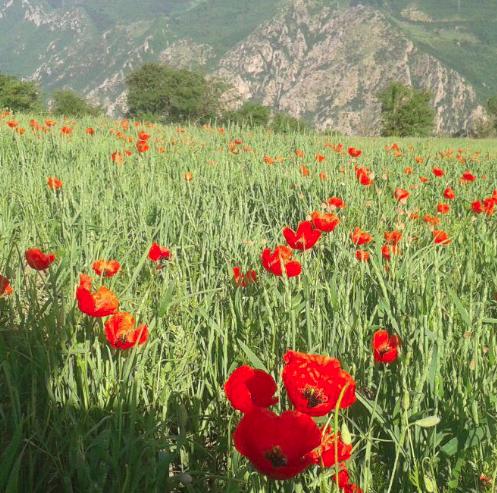 روستای شورکچال