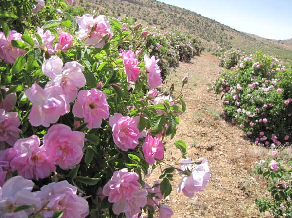 لایزنگان