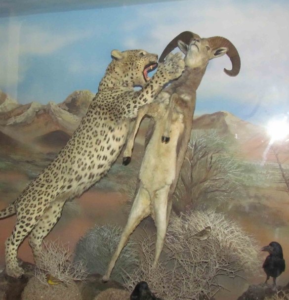 موزه تاریخ طبیعی سمنان