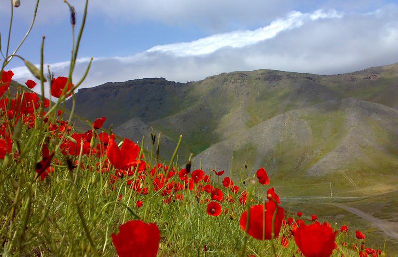 باغ کشمیر