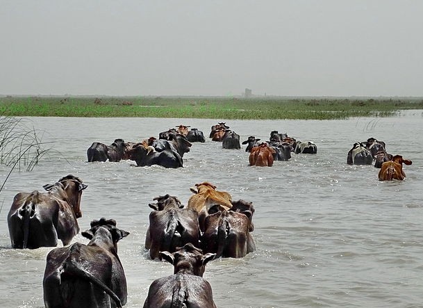 دریاچه هامون