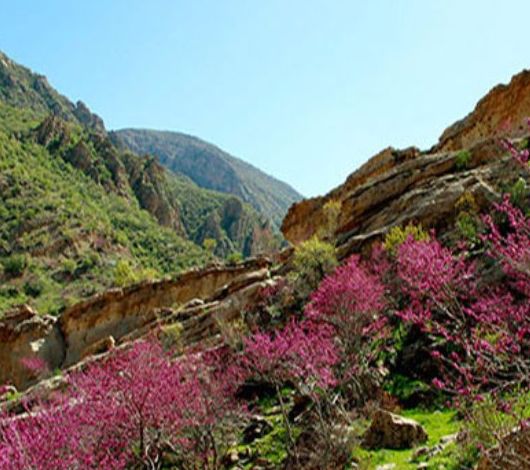 تنگ ارغوان