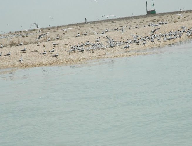 جزیره قبر ناخدا