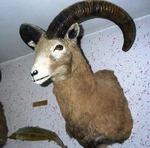 موزه جانوری کرمانشاه