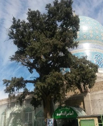 امامزاده احمد سیرجان