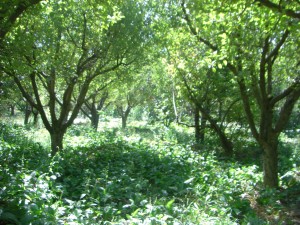 اندروخ