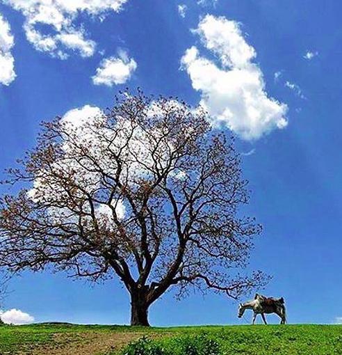 منطقه شکار ممنوع چلاو