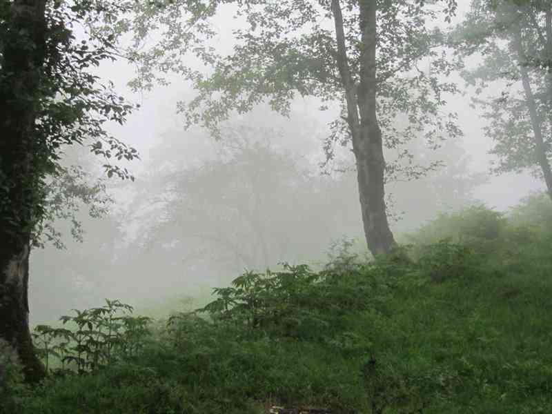 پارک جنگلی بلوردکان