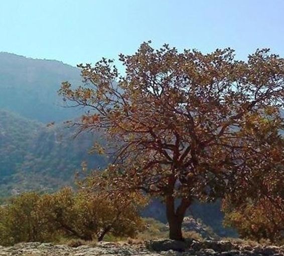 روستای آرند