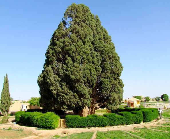 مسن ترین درخت جهان