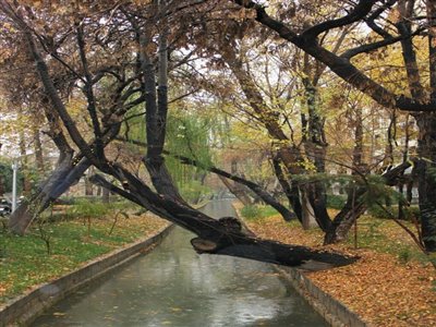 مادی فرشادی