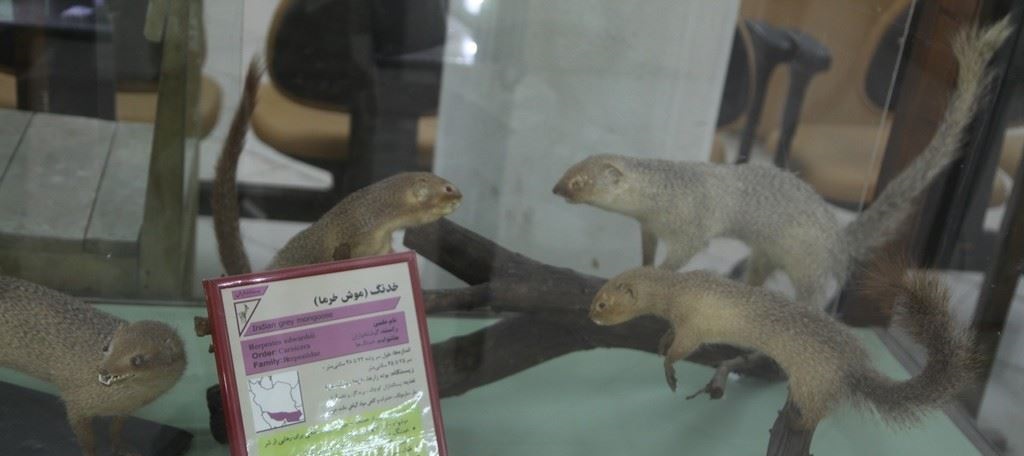 موزه ژئوپارک