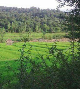 روستای خلیل کلا