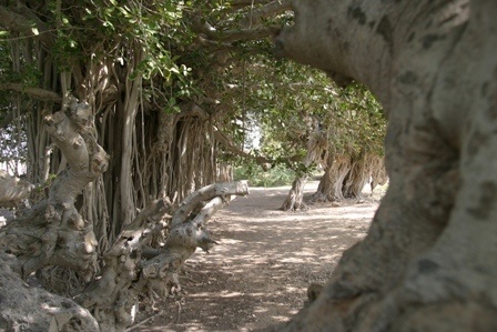 درخت سبز