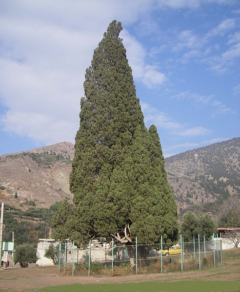سروکهنسال هرزویل
