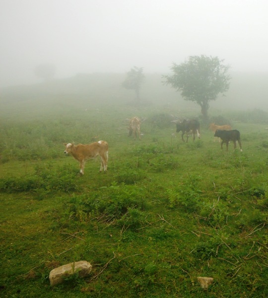 ییلاق کوربار