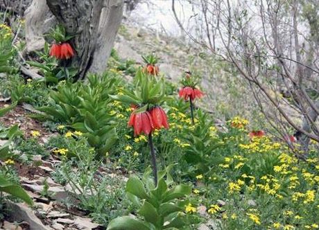 منطقه حفاظتشده کبیرکوه