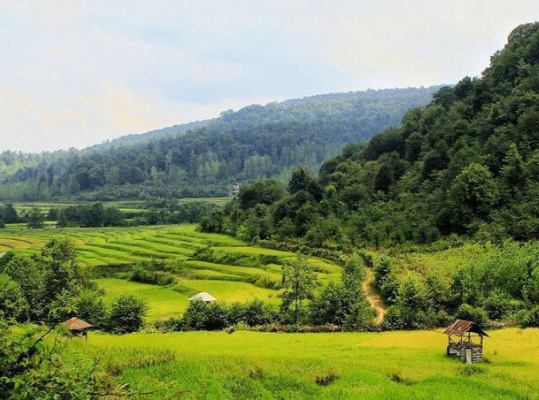 روستای آری