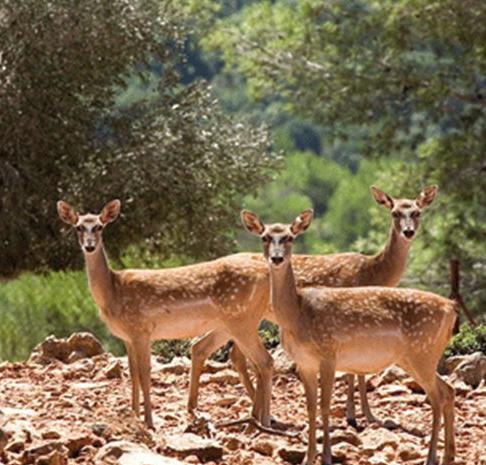 پناهگاه حیات وحش سمسکنده