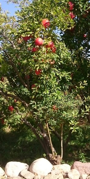 باغات انار درجزین