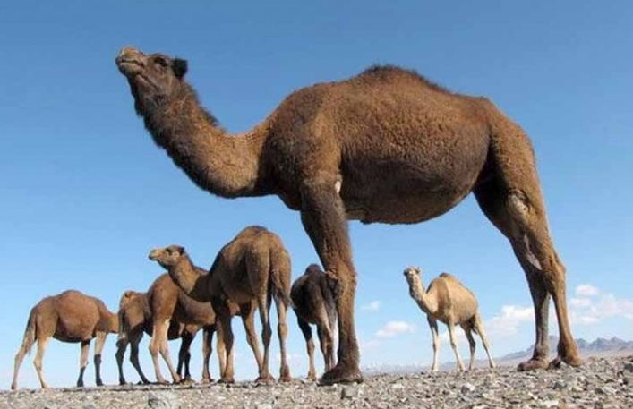 دشت مسیله