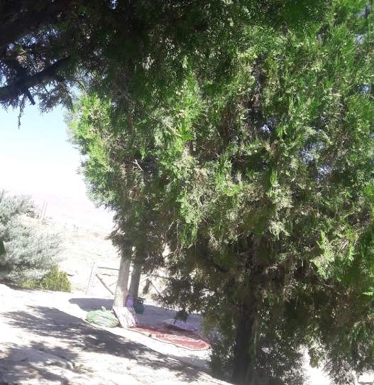 پارک جنگلی کوهستان - آشتیان