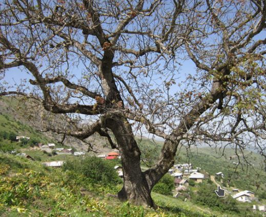 روستای ییلاقی دوزاغبن