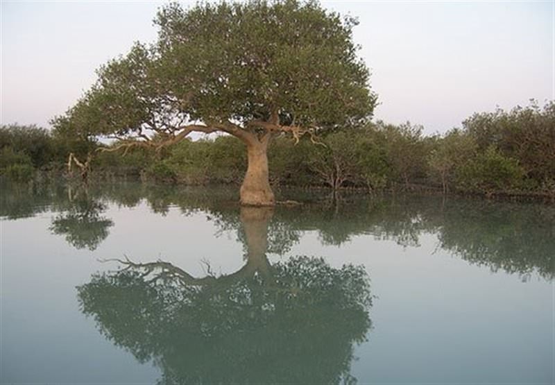 جنگل حرا