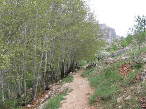 باغ جوزا