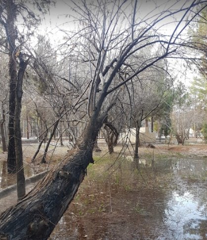 پارک جنگلی شهید باهنر