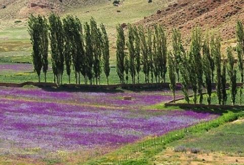 روستای چهار باغ
