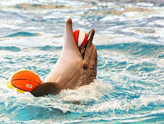 دلفیناریوم برج میلاد