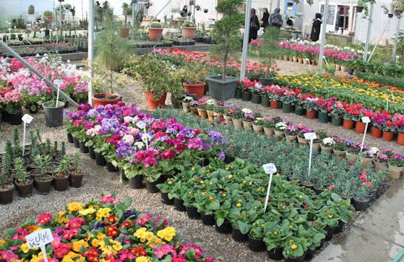 بازار گل غرب تهران