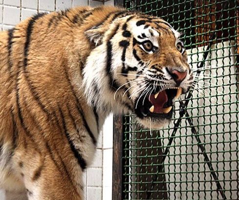 باغ وحش ارم