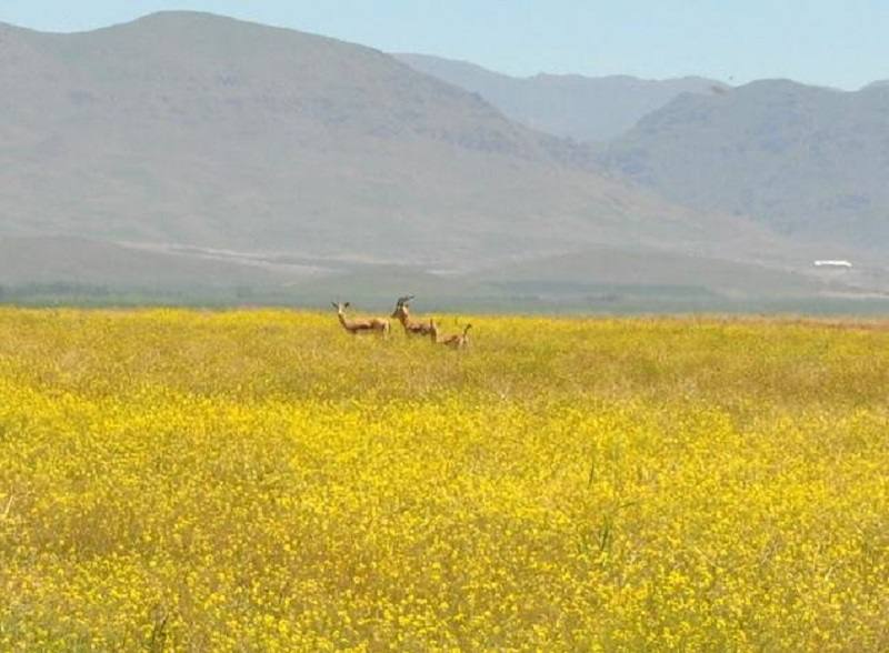 دشت سهرین