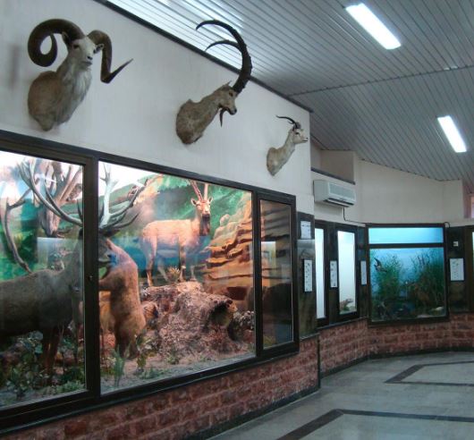 موزه حیات وحش گلستان