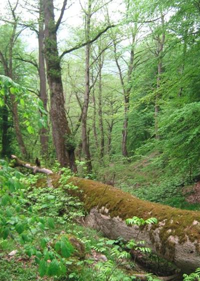 جنگل توسکستان