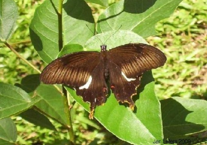 پارک پروانه بالی
