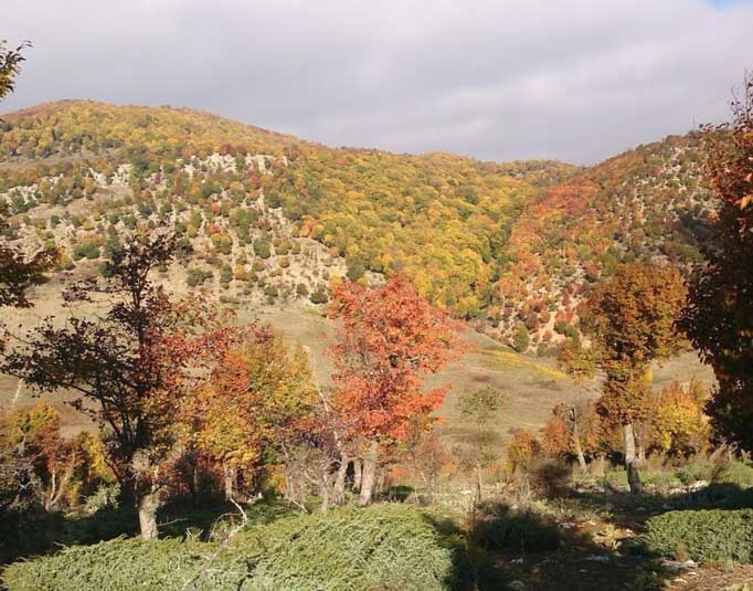 جنگل و آبشار نام نیک