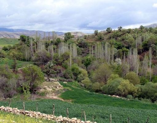 روستای کلم