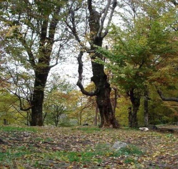 تنگه چهل چای