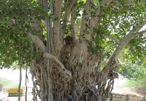 درخت انجیر معابد