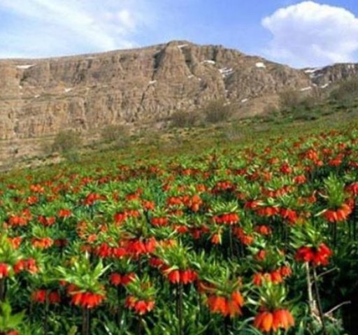 لاله های واژگون الیگودرز
