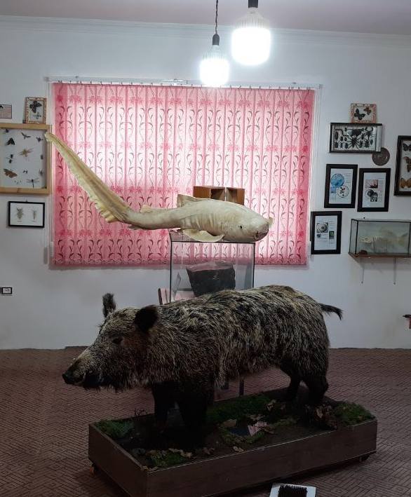 موزه تاریخ طبیعی رامسر